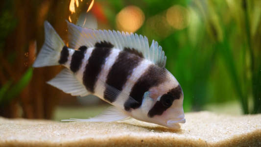 特写异国情调的黑白条纹鱼在水族馆底部的淡水与绿色植物.框架.