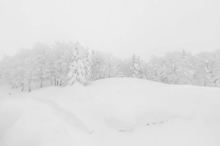 森林山区冬季暴风雪覆盖的树图片