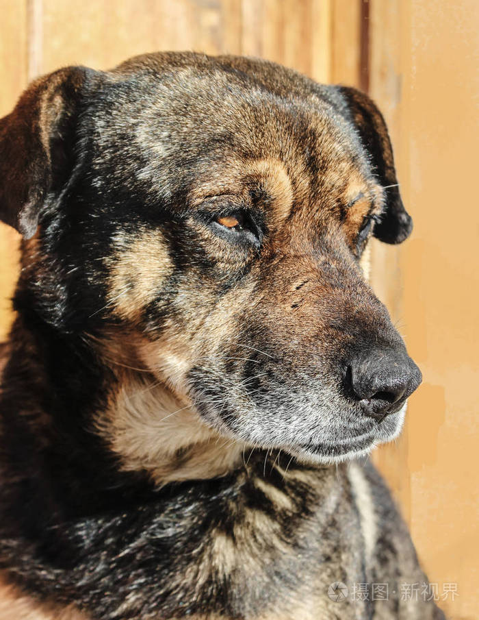 一只悲伤的老狗的画像一只狗低着头一只老狗的口吻被抢走了