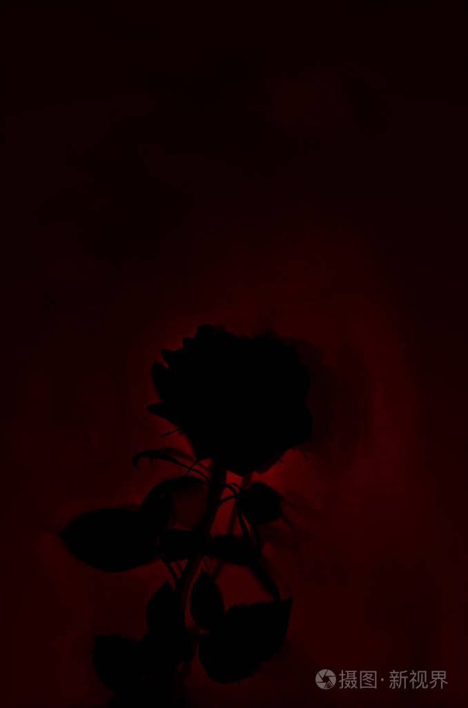 一朵红玫瑰衬托着一片黑暗的背景明信片哀悼葬礼的背景