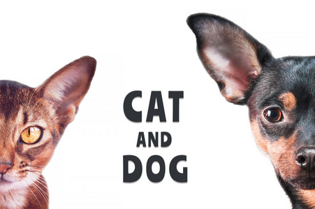 猫狗背景摄影图 猫狗背景图片大全 猫狗背景照片 摄图新视界