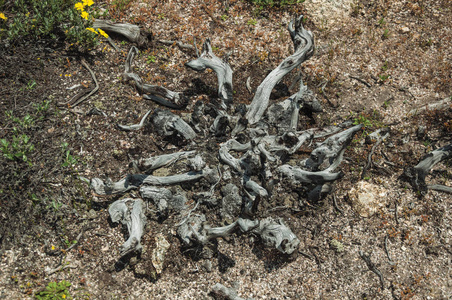 枯死的植物图片