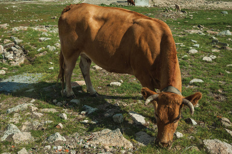 贫瘠的岩石图片