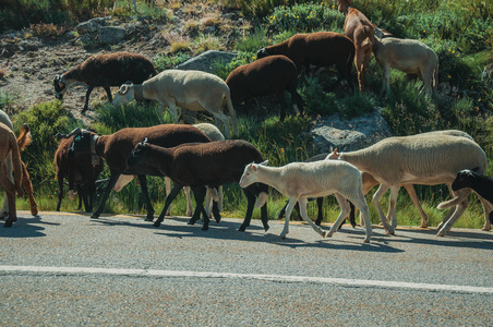 一群山羊在路边的草地上吃草图片