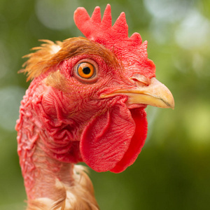 鸡围栏公鸡,在围栏鸡的头特写照片