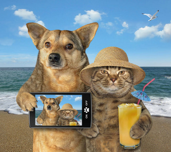 海的猫摄影图 海的猫图片大全 海的猫照片 摄图新视界