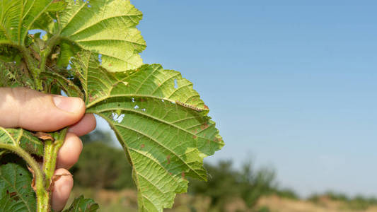 象鼻虫幼虫对榛子叶片的损伤照片