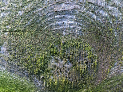 被苔藓切开的树的纹理图片