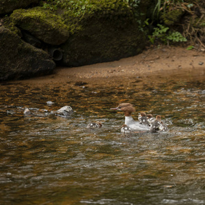 雌八角秋沙鸭和几只小鸭在游泳图片
