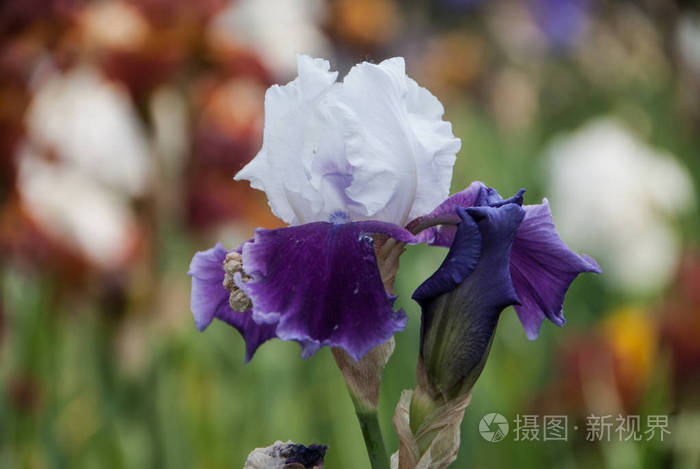 花紫色和白色鸢尾花植物 特写 照片 正版商用图片2jz3v5 摄图新视界 花紫色和白色鸢尾花植物 特写 照片 正版商用图片2jz3v5 摄图新视界