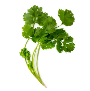 香菜的分支图片