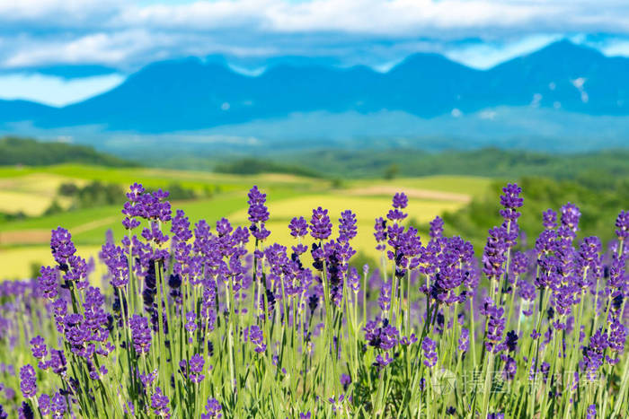 草地 特写镜头 开花 北海道 紫罗兰 芳香 颜色 自然 美丽的