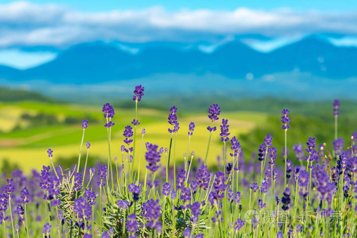 草本植物 领域 北海道 紫色 普罗旺斯 夏天 草地 开花