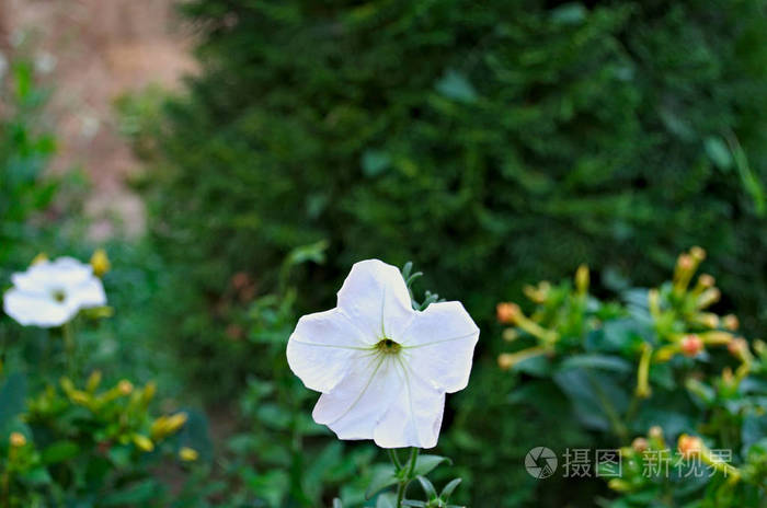 寺院花园中盛开的白花