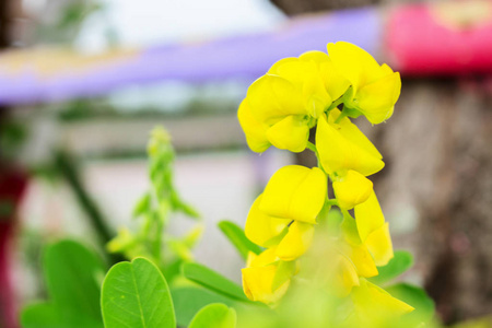 豆科花卉图片