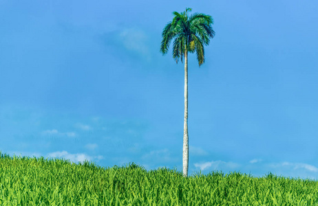 古巴国树皇家棕榈树照片