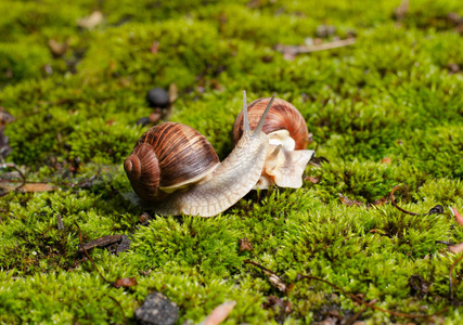 苔藓动物门代表动物图片