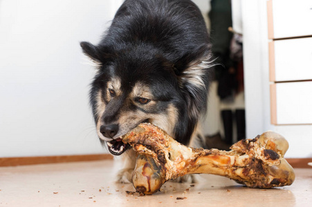 大骨头的狗图片