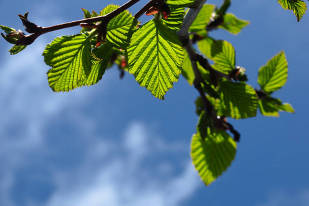 天空背景下孤立的绿桦树芽和叶图片