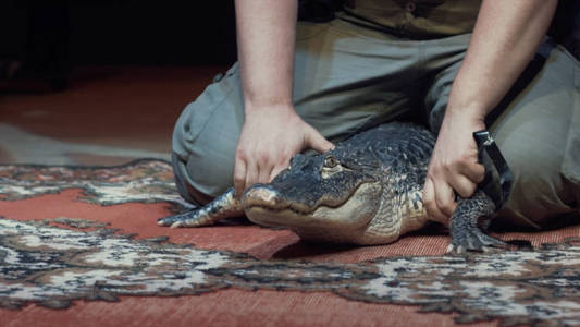 在地毯上,男人手拿着一条中等大小的野生鳄鱼的特写镜头.行动.