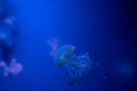 斑叶水母漂浮在深蓝色的水中图片