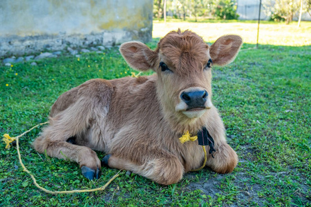 新生的小牛躺在乡村农舍附近的草地上照片