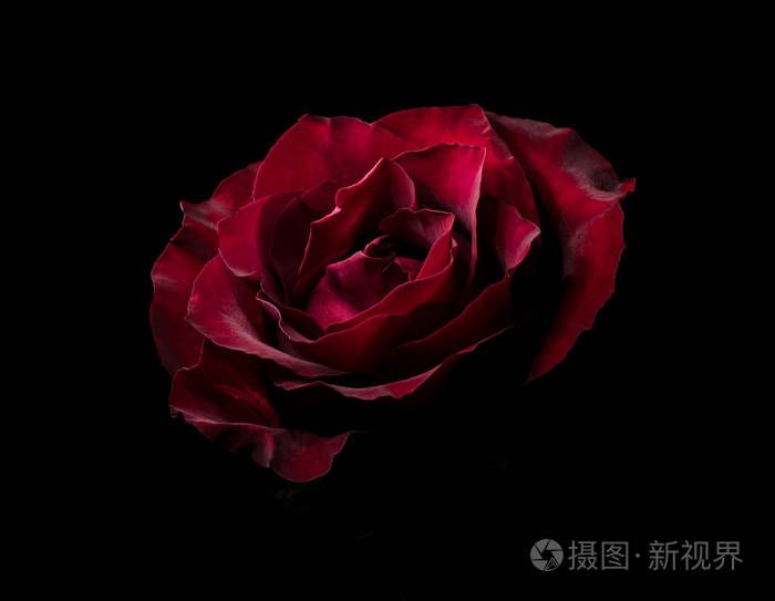 黑暗中美丽的红玫瑰深色喜怒无常的花朵自然背景