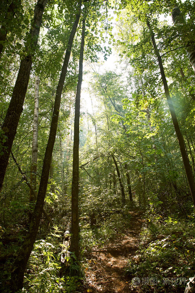 阳光照耀下的美丽的野生森林背景森林景观