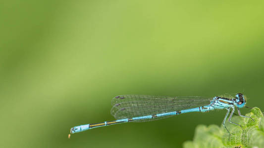 海天翼福利截图在绿叶背景上特写一只绿色蜻蜓照片