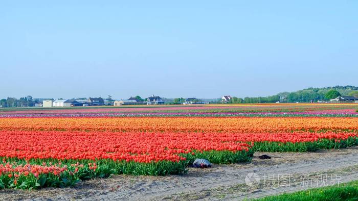 蓝天和郁金香田野景观，传统荷兰，荷兰，欧洲