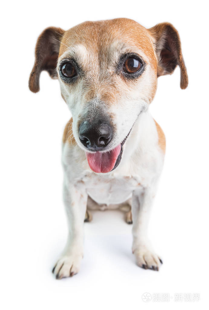 微笑的狗快乐的宠物白色背景