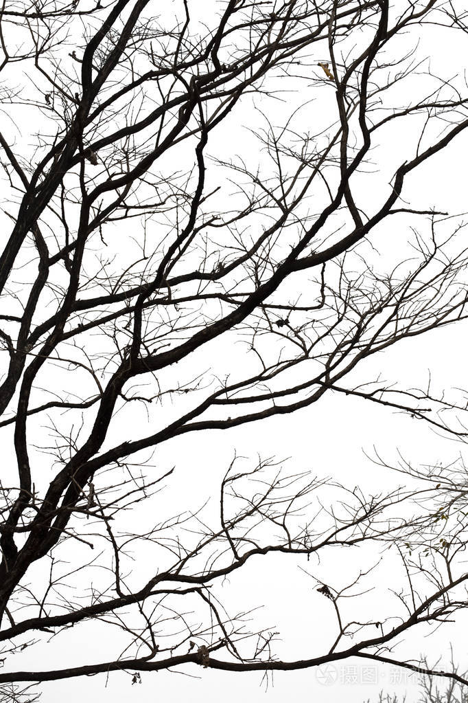枯枝剪影枯树或枯树在白色背景