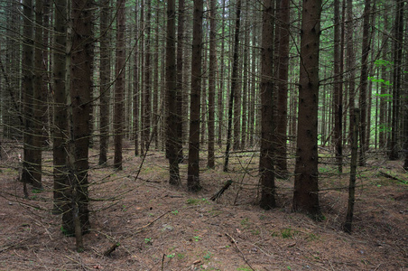 森林中的树干图片