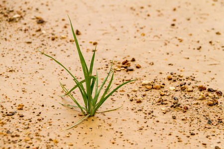 小草孤独成长作为一种商业理念开始发展照片
