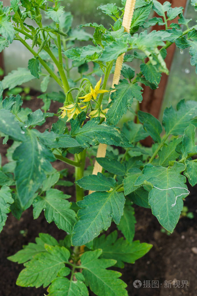 番茄幼苗在温室里种西红柿在温室里种植蔬菜