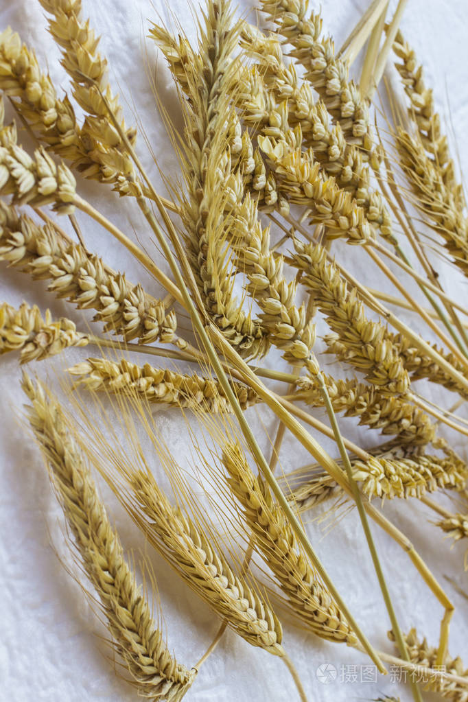 白色背景上的小麦小穗俯视图