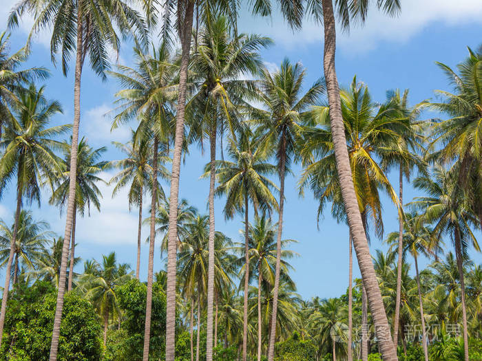 椰子棕榈树对蓝色天空热带景观