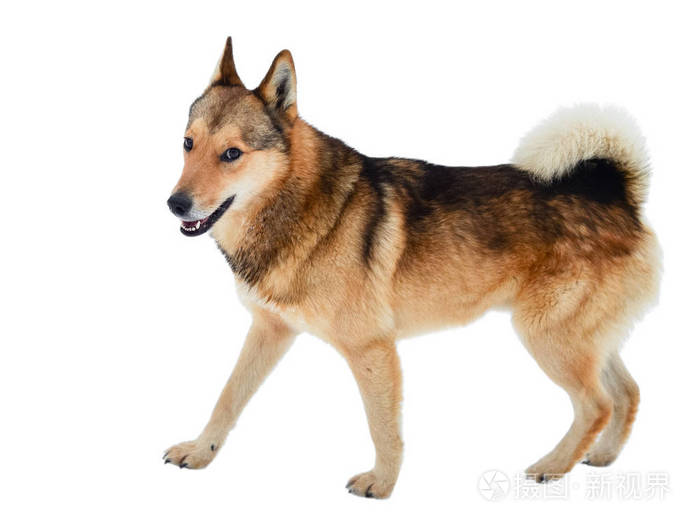 有趣的绒毛狗孤立在白色背景