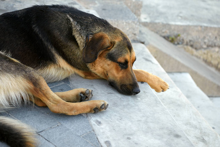 可怜的流浪狗两个可爱, 可爱和美丽的国内品种哺乳动物的吉娃娃小狗