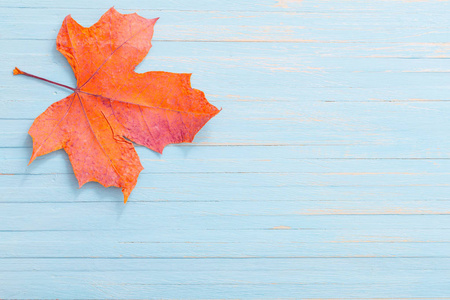 蓝色木质背景上的秋枫图片