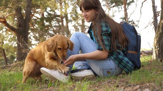 饲养一只狗图片