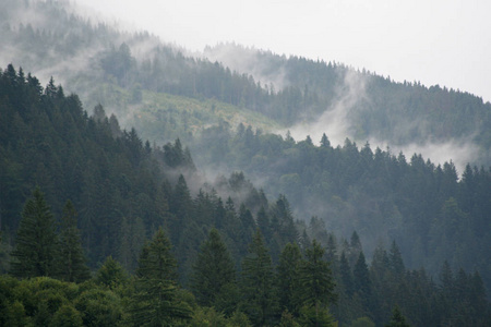 雾笼罩着山林图片