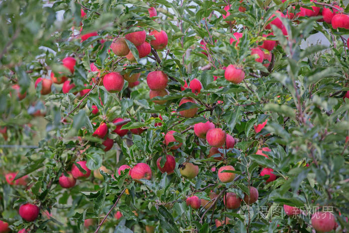 Apple garden 