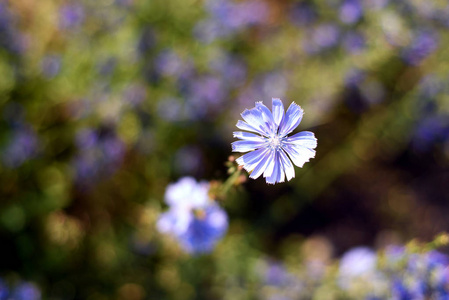 菊苣花绿叶背景图片