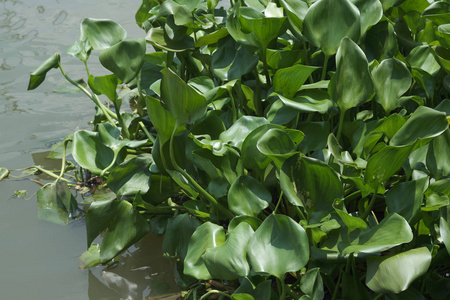 特写水葫芦漂浮在游动的布鲁河上照片