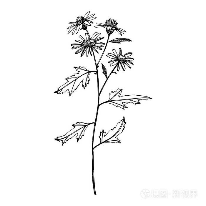 洋甘菊收集手绘花草植物学设置古老的花朵黑白版画风格的插图