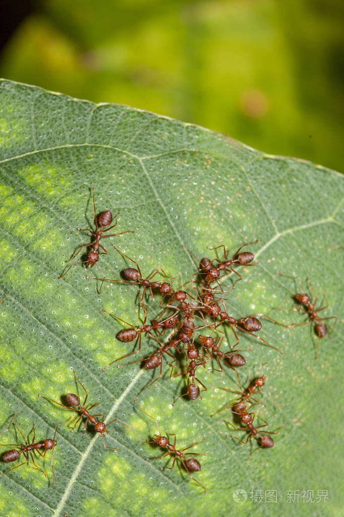 自然界中一群红蚂蚁攻击一只红蚂蚁在叶子上照片-正版商用图片2k2hto