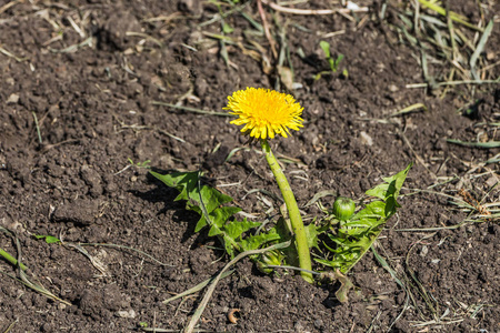 黄色蒲公英花,绿色叶子,花蕾在棕色土壤上插画