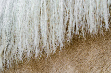 有鬃毛的米黄色马的皮肤纹理图片