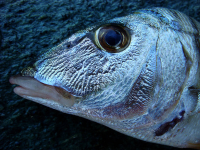 鱼脸宏观肖像背景壁纸高品质印花照片